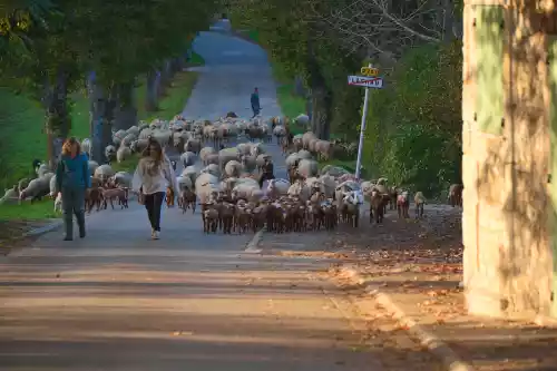 Retour à la bergerie pour les brebis et leurs agneaux