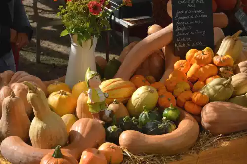 Courges, potirons et cie