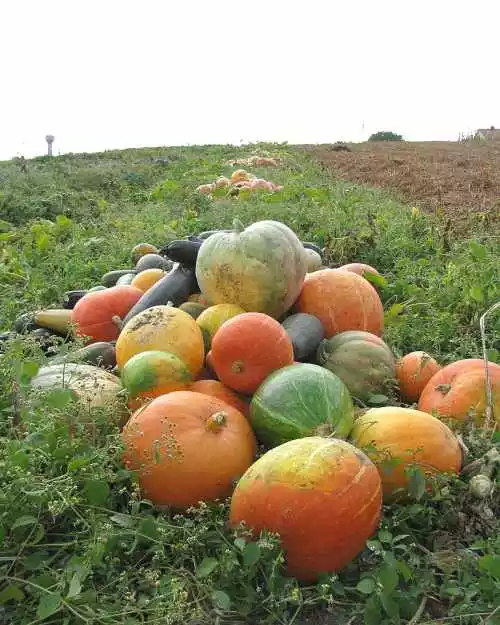 Courges, Potirons et Cie