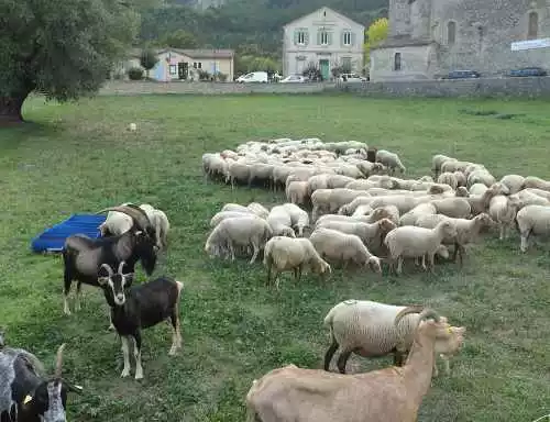 Fête des éleveurs et du cheval