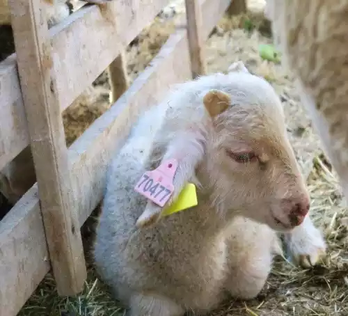 Foire aux agnelles et béliers des préalpes du Sud