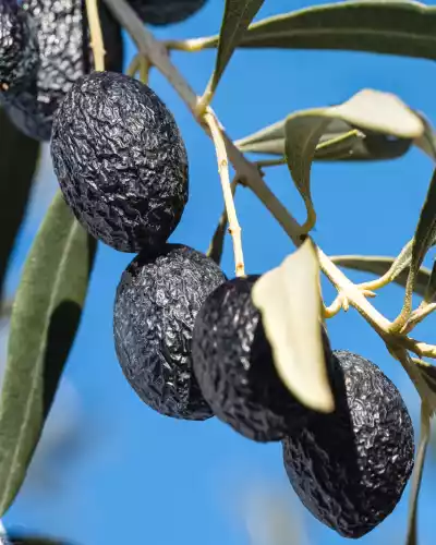 25ème Fête de l’Olive Piquée