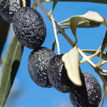 25ème Fête de l’Olive Piquée