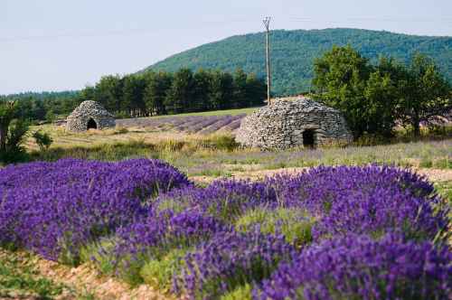 Bories dans les lavandes (Ferrassieres)