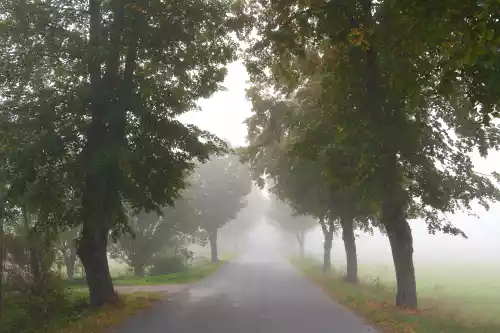 Allée de tilleuls au bord d'une route dans les Baronnies