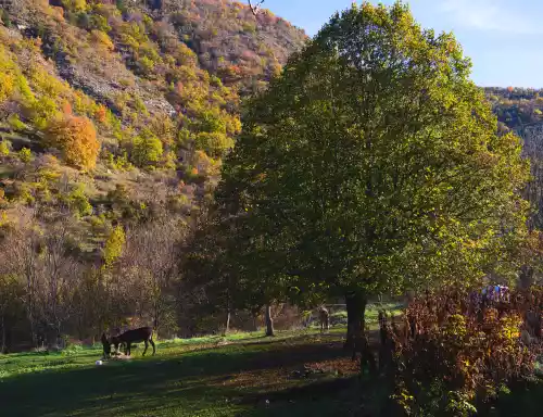 La forme caractéristique du Tilleul, ici à Éourres (05 - Baronnies)