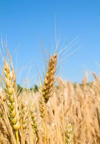 Épi de Petit Épeautre de Haute Provence sur le Plateau d'Albion