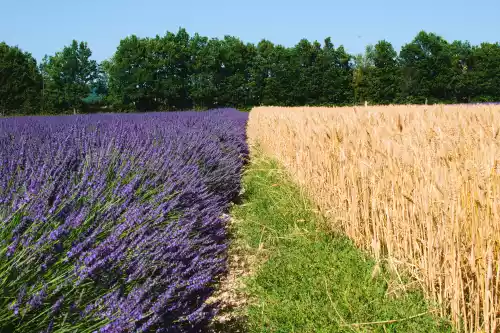 Champs de lavande et de Petit Épeautre à Ferrassières (Drôme)