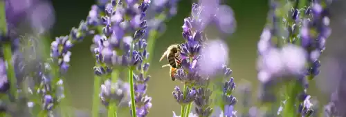 Lavandula angustifolia