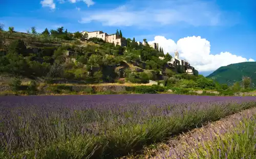 champ de lavande au pied de Montbrun les Bains