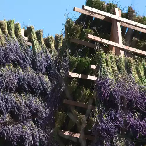Séchage des bouquets de lavande