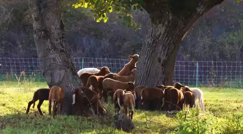 Des agneaux aux prés en automne