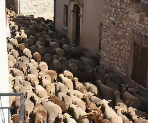 Troupeau en transhumance à Lachau (Drôme)