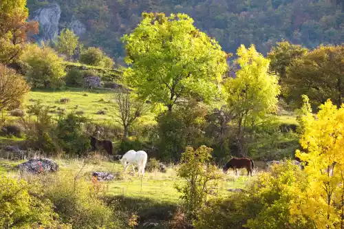 Chevaux au pré à Éourres