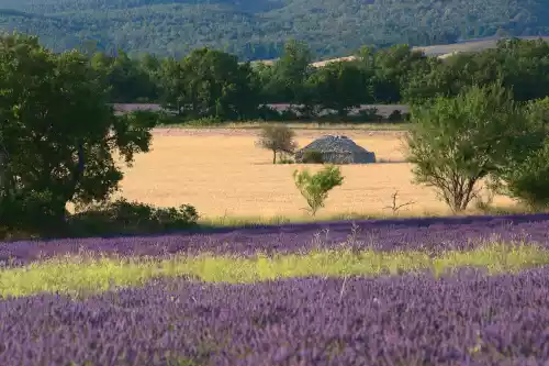 Borie dans un champ d'épeautre