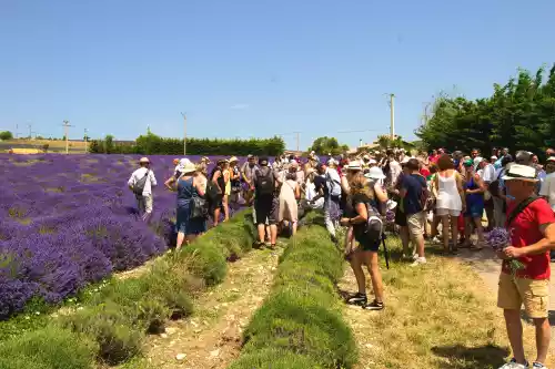 distribution de lavande pour la fête de la lavande de Ferrassières