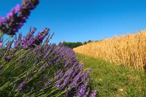 Champs de lavande et de petit épeautre à Ferrassières