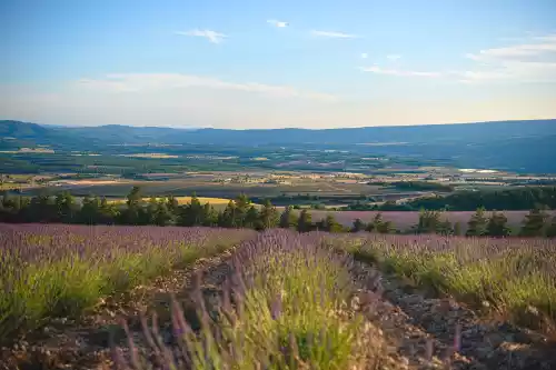 Le plateau d'Albion depuis la route du col de l'Homme Mort