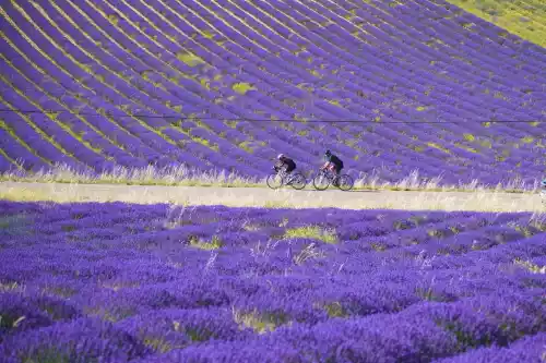 Cyclistes au milieu de la lavande de Ferrassières