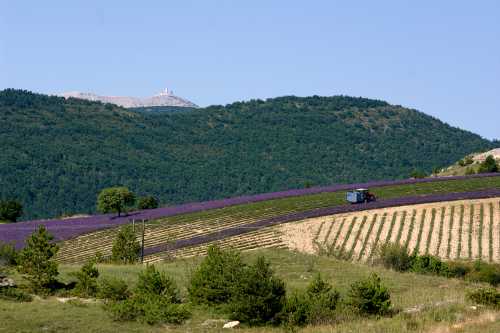 Récolte de la lavande au col d'Aulan sur fond de Mt Ventoux