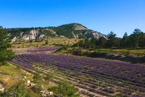 Champ de lavande à Aulan (Drôme)