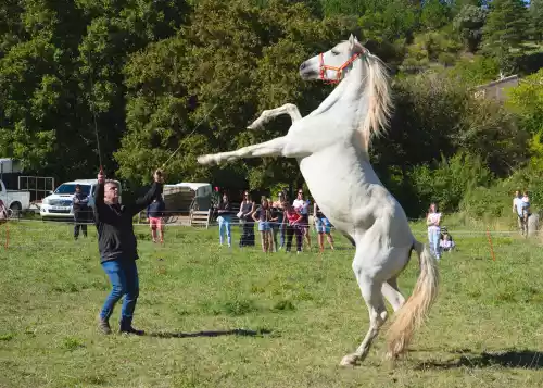 Dressage à la fête des éleveurs de Savoillans (Vaucluse)