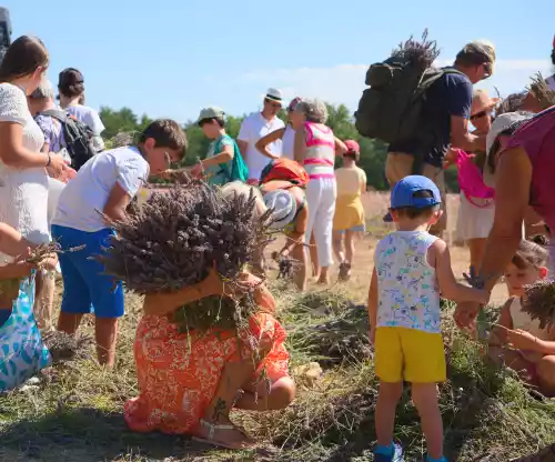 Distribution de lavande pour la fête de la lavande de Sault